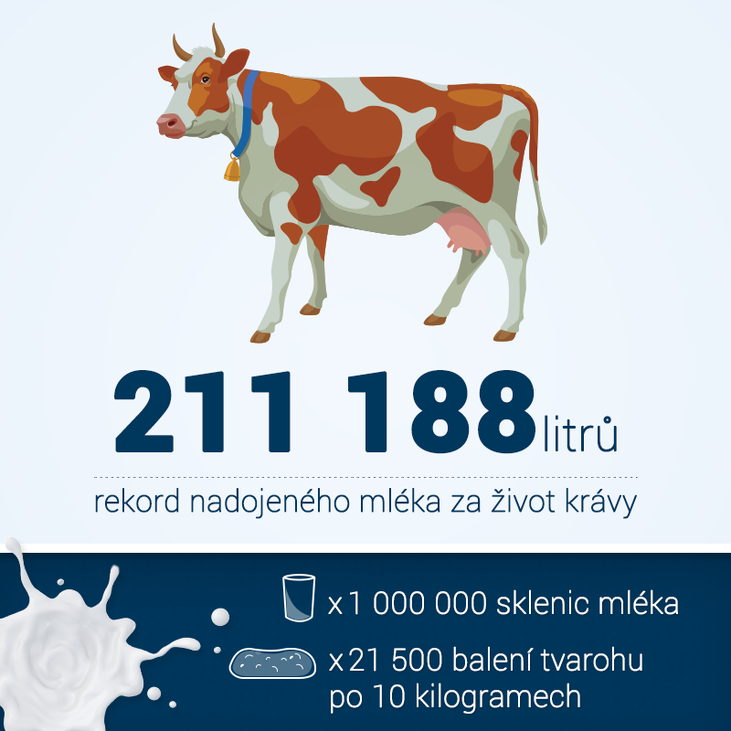 infografika rekord dojení mléka, přepočet na tvaroh a sklenice mléka